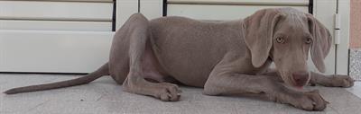 Cuccioli WEIMARANER, genitori visibili - Foto 4