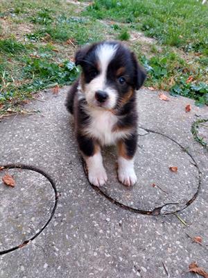 Cuccioli di Australian sheperd con pedigree - Foto 6
