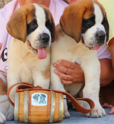 Cuccioli San Bernando