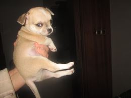 Foto 2 Cuccioli di chihuahua toy a pelo corto