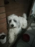 Foto 5 Maltipoo - Maltese / Barbaoncino