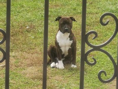 American staffordshire terrier