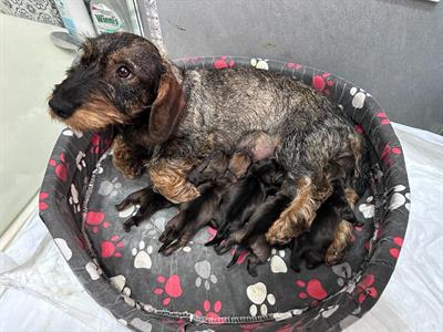 Cuccioli di Bassotto Tedesco a Pelo duro