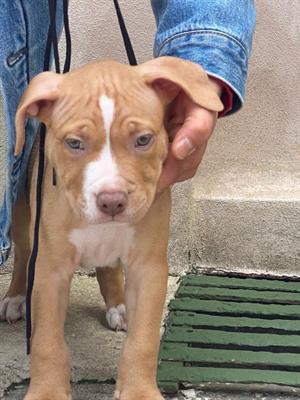 Cuccioli Pitbull