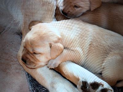 Cuccioli Razza Labrador retriever - Foto 4