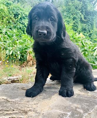 Cuccioli Flat Coated Retriver