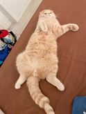 Foto 5 Gatto rosso Scottish fold disponibile per accoppiamento