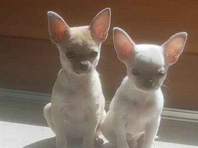 Bellissimi cuccioli di chihuahua