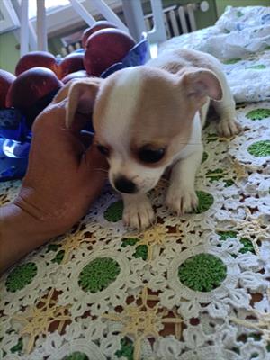 Maschietto cerca casa