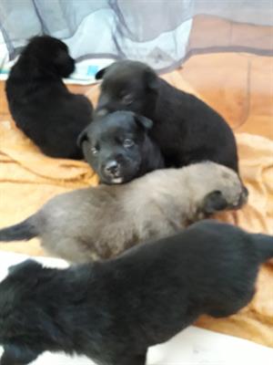 Cuccioli lupetti - Foto 6