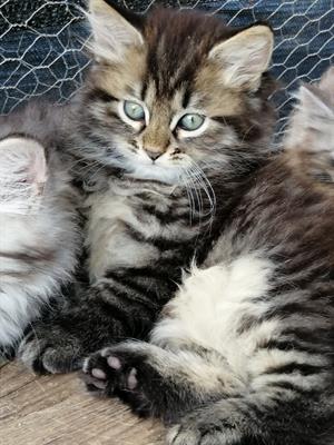 Gattini siberiani ipoallergenici con pedigree