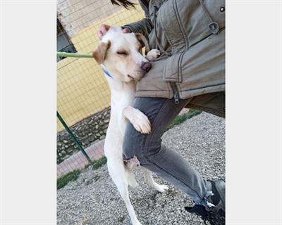 Simil piccolo labrador