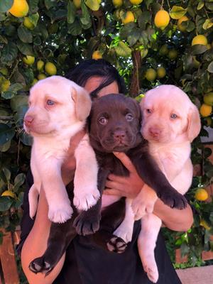 Cuccioli di Labrador Retriever con Pedigree