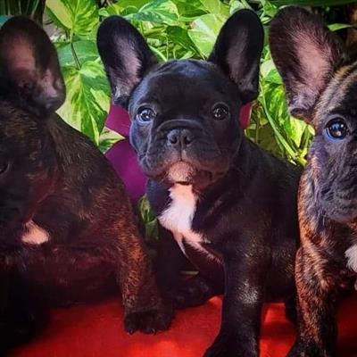 Cuccioli di Bouledogue francese - Foto 3