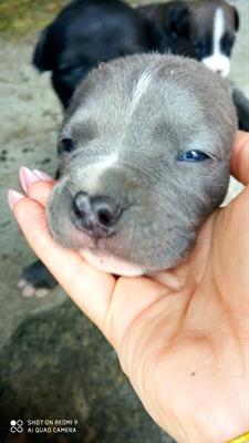 Cuccioli American Razza Pitbull Terrier - Foto 3