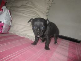 Foto 4 Cuccioli di chihuahua toy a pelo corto