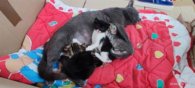 Gattini bellissimi Razza Europeo - Foto 3