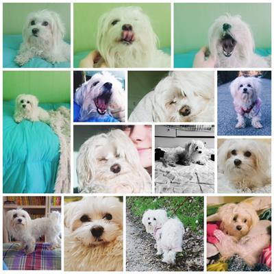 Maltese toy maschio piccolo max 3 kg urgente