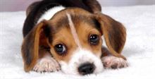 Dogsitter - disponibilità pomeriggio