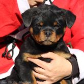 Cuccioli rottweiler