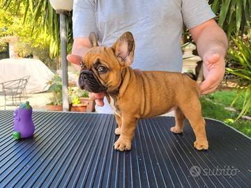 Cuccioli di Bouledogue francese - Foto 6