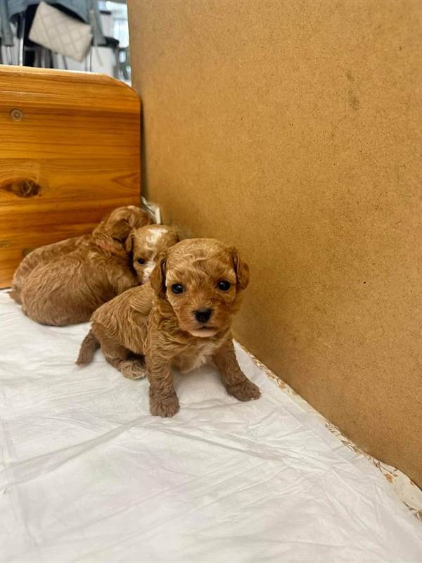 cuccioli-razza-maltipoo-peso-2-kg-cani-a-ragusa