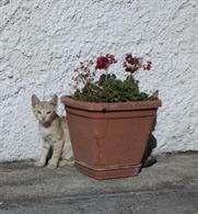 Ragalo gattini