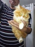 Bellissimi gatti persiani