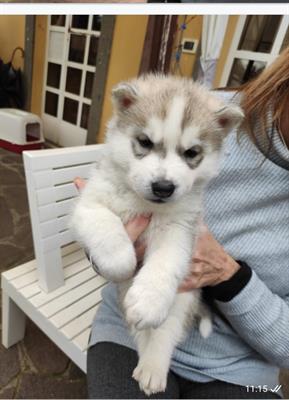 Siberian husky puri disponibili