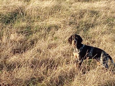 Setter inglese - Anteprima 1