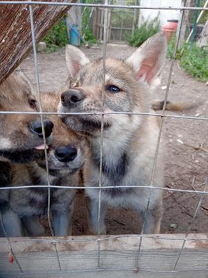 Cuccioli di cane lupo Cecoslovacco