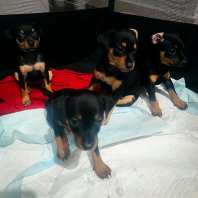 Cuccioli di Pincher nano