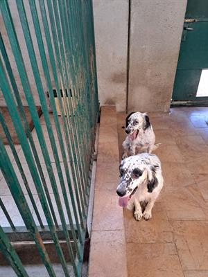 Cuccioloni Setter Inglesi