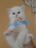 Gattini Persiani 3 mesi - Anteprima 1