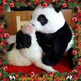 Cuccioli Landseer Allevamento Dei