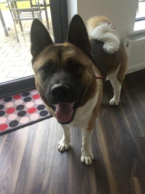 Akita americano