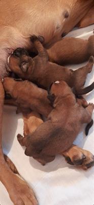 Boxer Cuccioli - Foto 3
