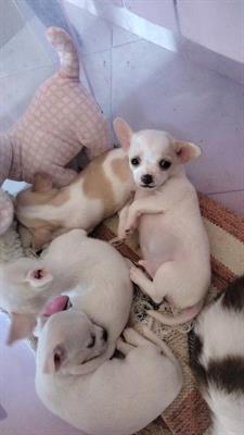cuccioli chihuahua