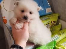 Spitz nano tedesco maschio