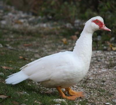 Anatre Mute