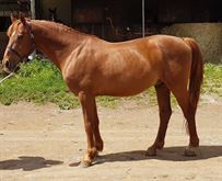 Cavallo 13 anni