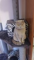 Scottish fold per accoppiamento