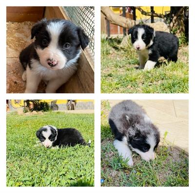 Cuccioli di Border collie con pedigree
