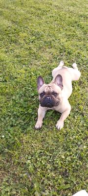 Bulldog francese - Foto 4