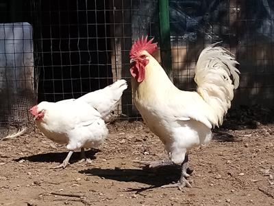 UOVA FERTILI BRESSE BIANCO