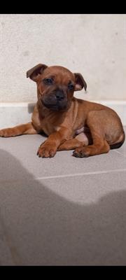 Cuccioli di staffordshire bull terrier