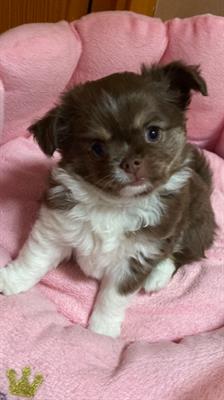 Cucciolo Chihuahua pelo lungo maschio di 2 mesi