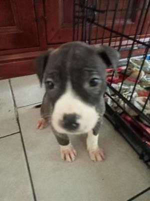 American pitbull terrier