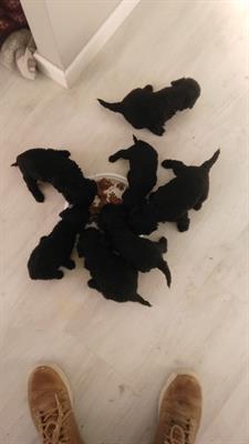 Foto - 8