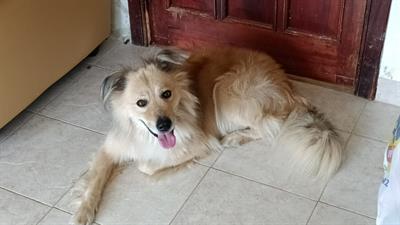 Balu simil volpino